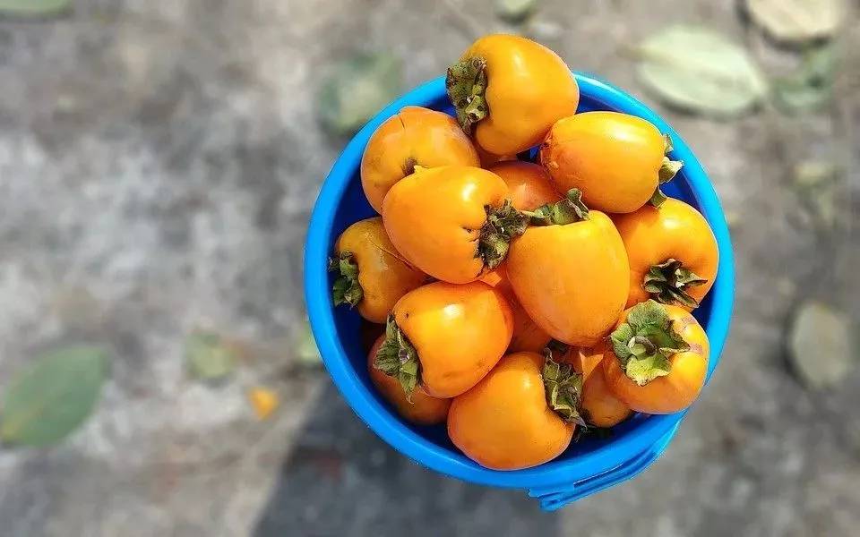 比如吃完飯打嗝,吃柿子蒂就有降呃的作用,柿子葉泡水也有清腦調壓,平