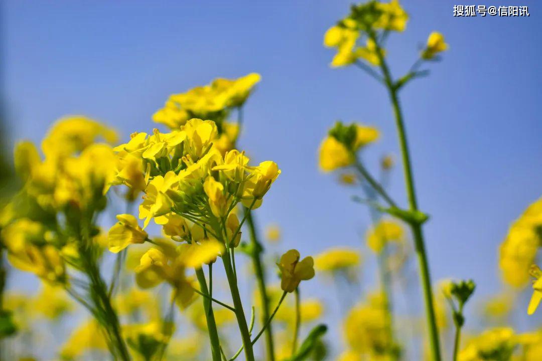 信阳市彭家湾油菜花开幸福自来