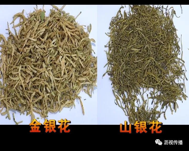 辨别金银花和山银花金银花是清热解毒的,它是偏凉的,寒性体质,脾胃