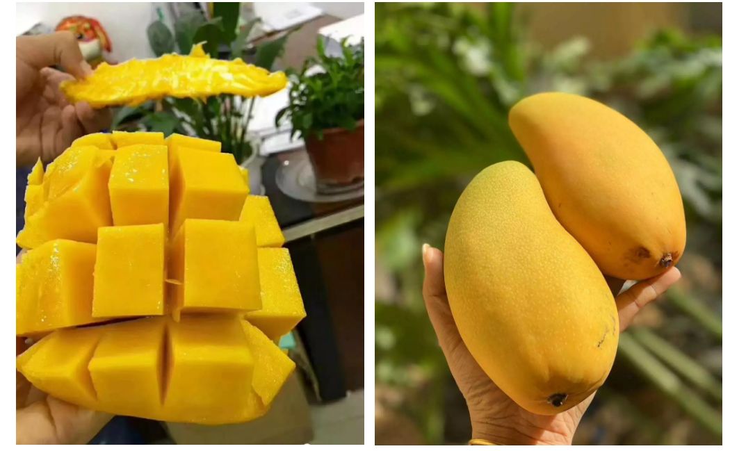 产地直采海南金煌芒果10斤肉q软甜入心扉皮薄肉厚鲜甜多汁