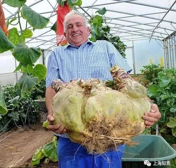 力气才勉强抬起这大榴莲这巨型葱炒着应该挺香的得此南瓜一年不用买菜