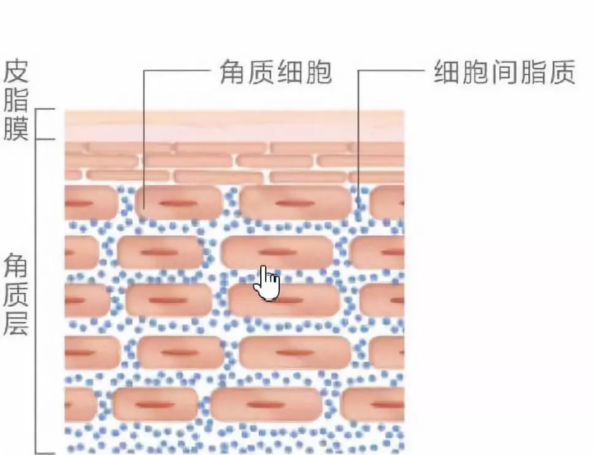 再生|完美肌肤的守门员丨肌肤细胞生命延续，再生修复皮脂膜