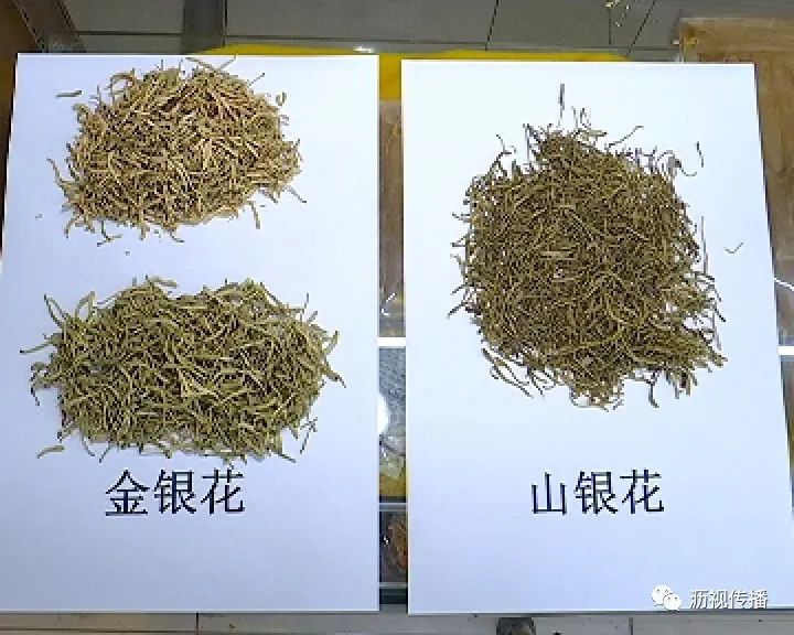 食品药品监管视窗警惕金银花与山银花是有区别的购买要注意啦