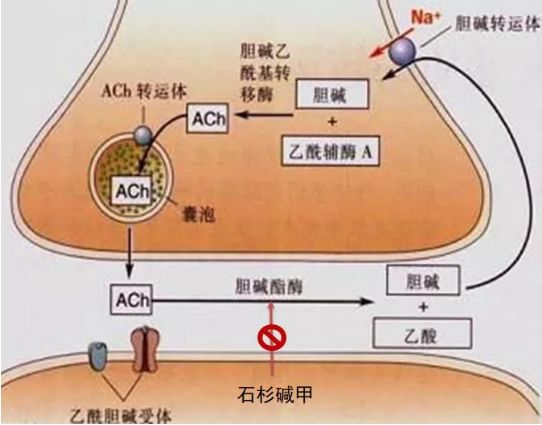 中國原研膽鹼酯酶抑制劑注射用石杉鹼甲