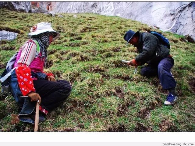 2020年新鲜冬虫夏草即将上市西藏那曲挖草藏民嗄图教您新鲜冬虫夏草