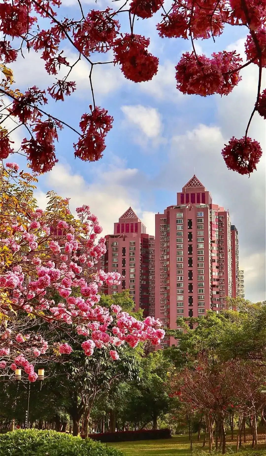 这个春天让我们一起来云赏欢乐园