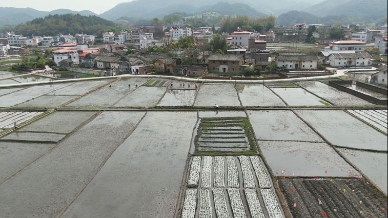 龙川县鹤市镇打造长效扶贫产业确保稳定脱贫