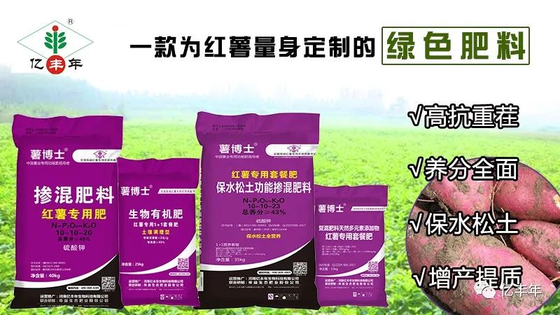 种红薯为啥要用专用肥看完你就明白了