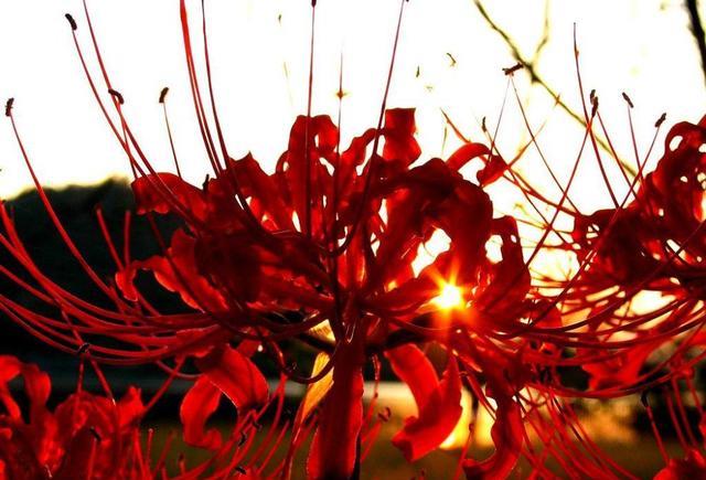 可是佛不知道,他在忘川河上,被河水褪色得花把所有得红色滴在了河水里