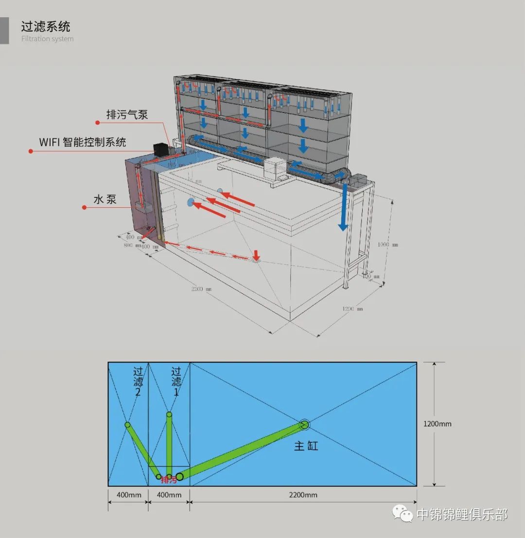 疯狂的地缸疯狂的公鱼