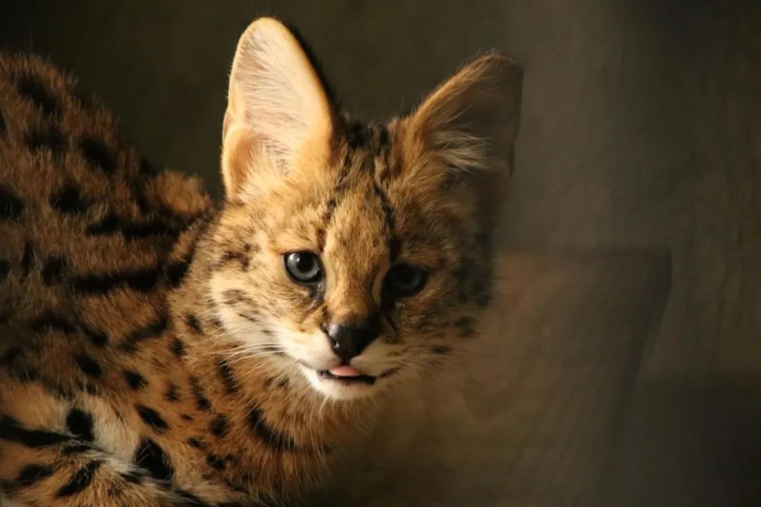 薮猫小宝宝成长轨迹公开各种大小猫等你来吸