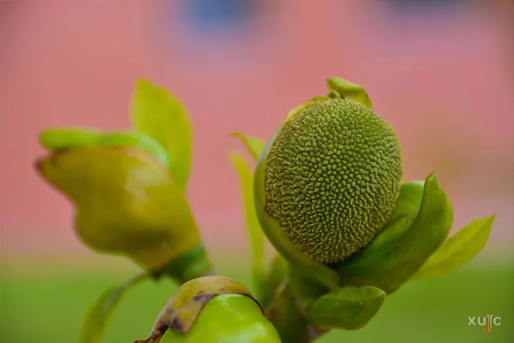 上桂花山路赏刺桐夏季到凌波路闻降香秋日在嘉庚大道邂逅朱瑾冬天呢