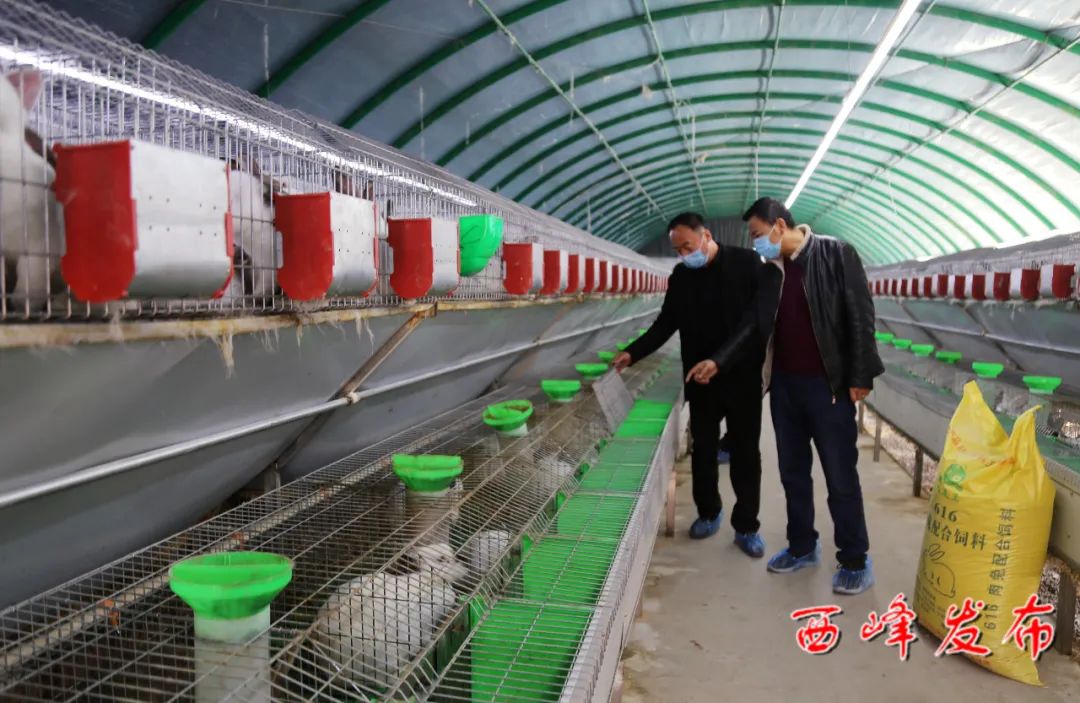 我奮鬥我幸福褚喜慶規模養兔錢景廣