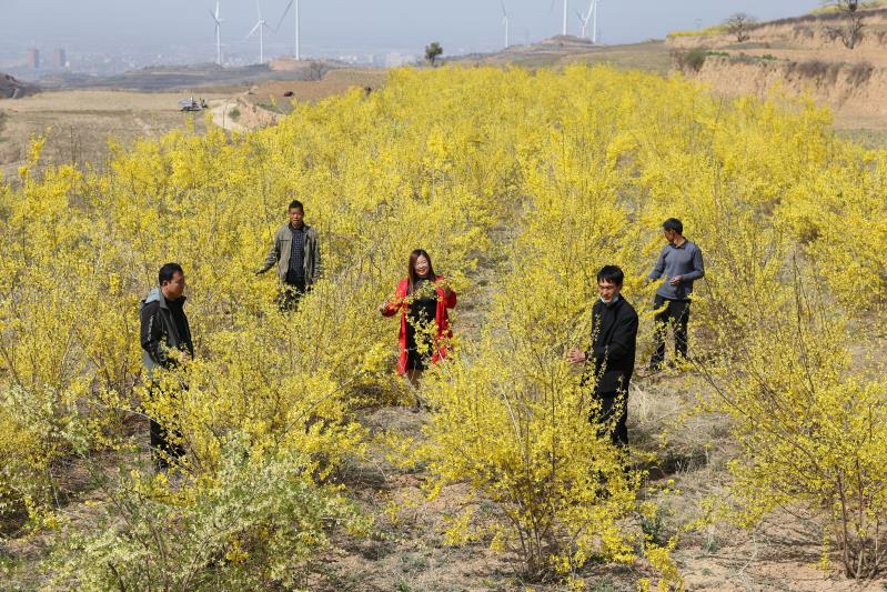 到2016年全村一下子发展种植连翘800亩,23个贫困户户均3亩