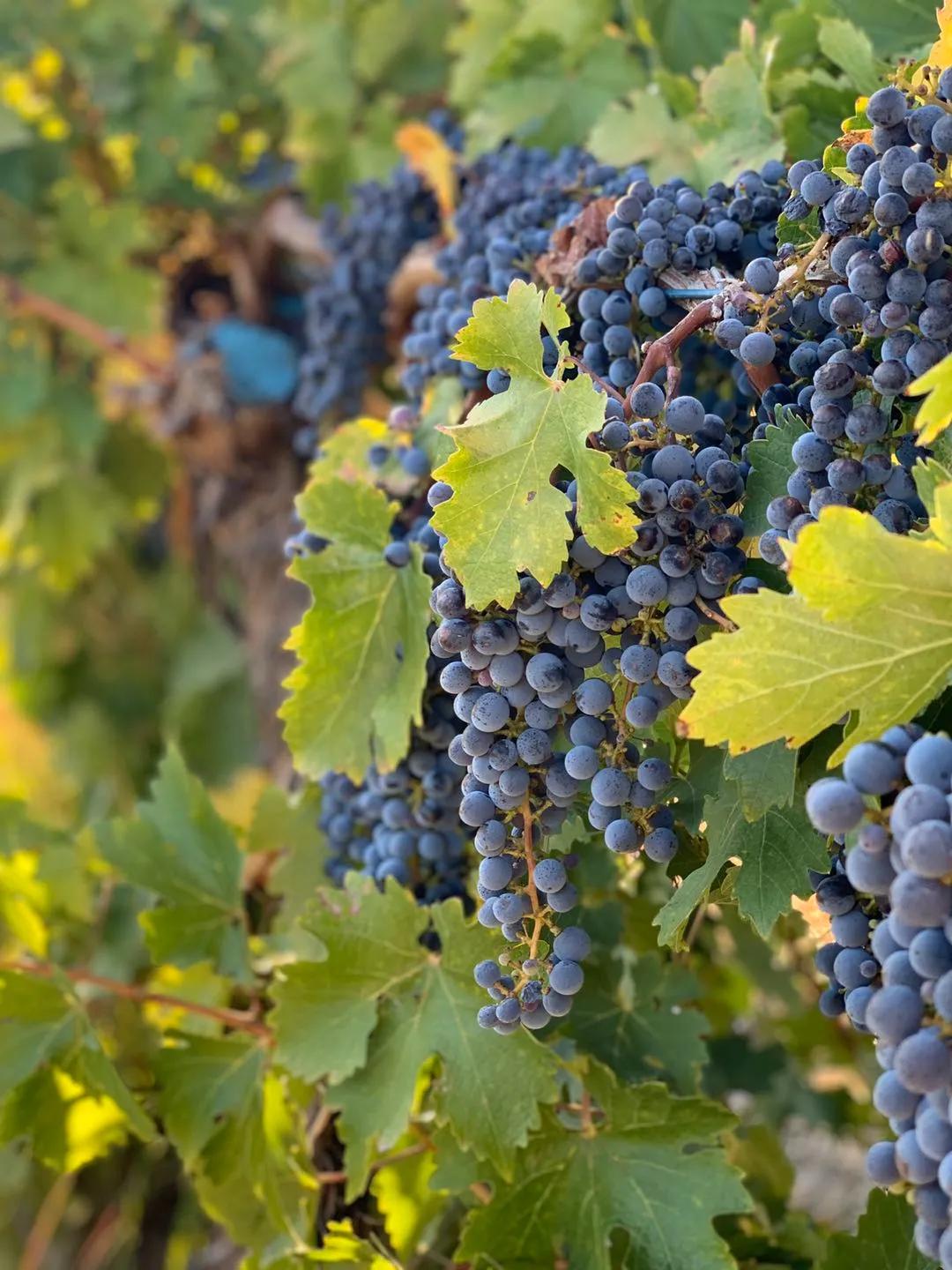 葡萄采摘季,带你领略南澳大利亚好春光_葡萄园