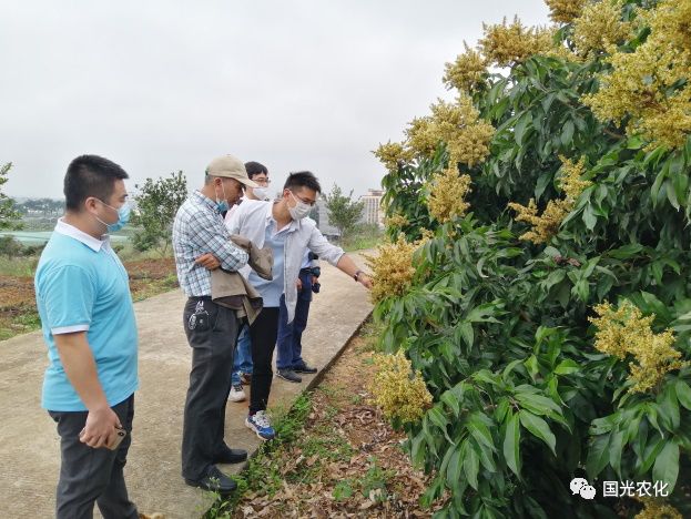 在技术讲座直播中,王详和站长直面海南荔枝现状,就2020年海南荔枝来花