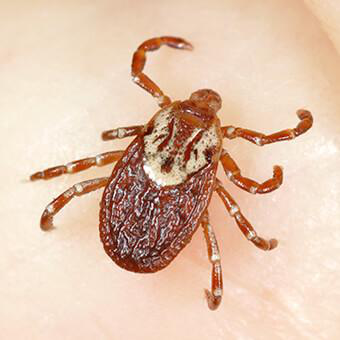 春季寄生虫高发期,蜱虫是如何叮咬宠物和人类的?_恩倍多皮虫消