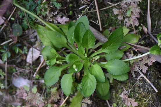 畲药文化小讲堂丨畲药界的天然消炎药须毛蔓茎堇菜