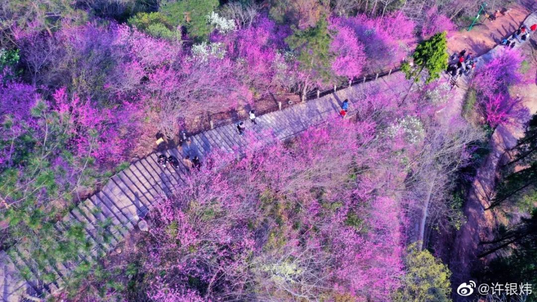 赤城山紫荆花图片