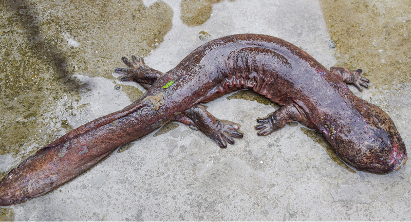 娃娃鱼又名大鲵,是濒危珍稀野生两栖动物,国家二级保护动物,长可达1米