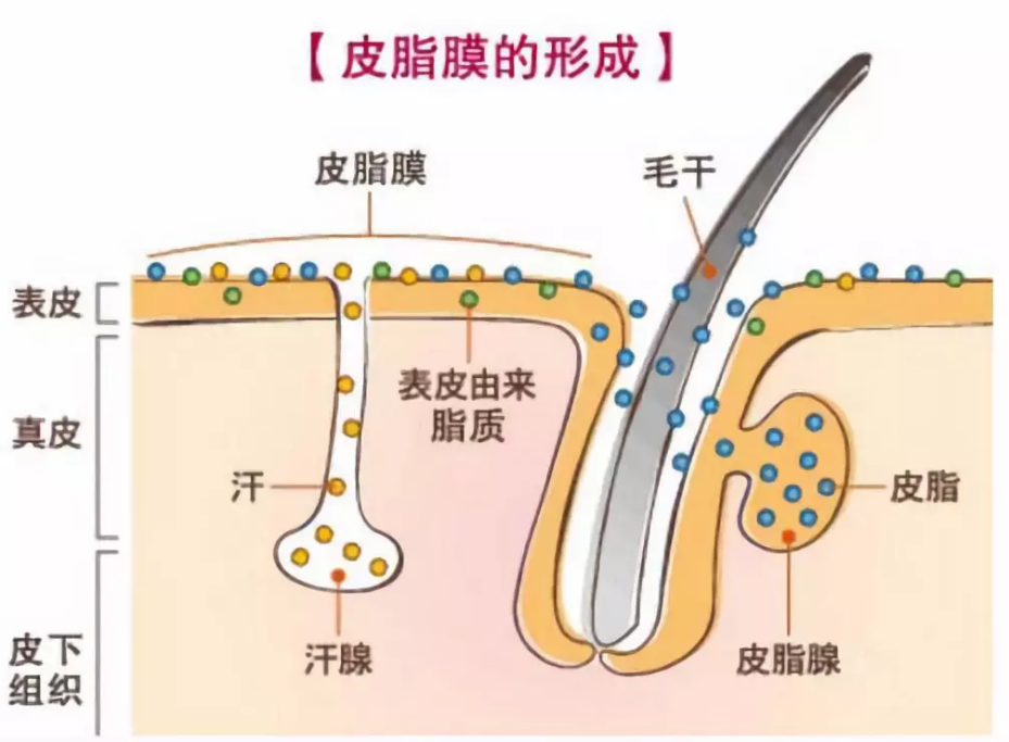 再生|完美肌肤的守门员丨肌肤细胞生命延续，再生修复皮脂膜