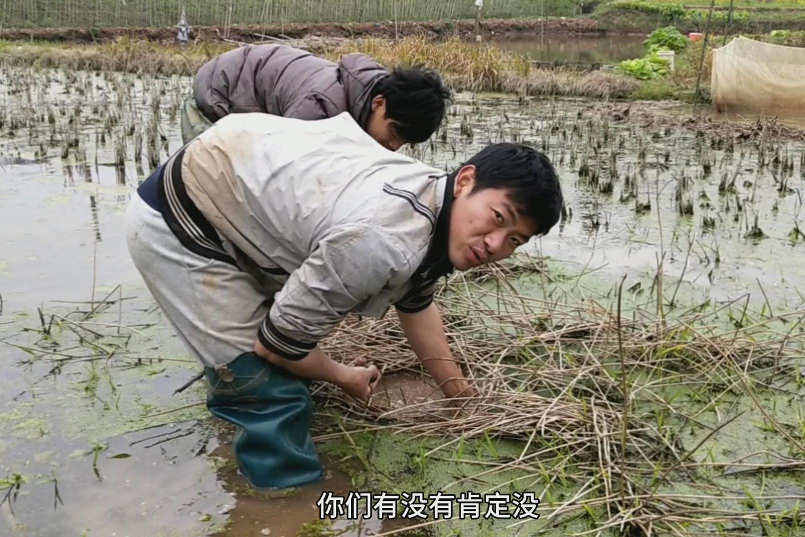 湖南农村人这样采马蹄,虽然效率低但是70 80后一代人童年的回忆