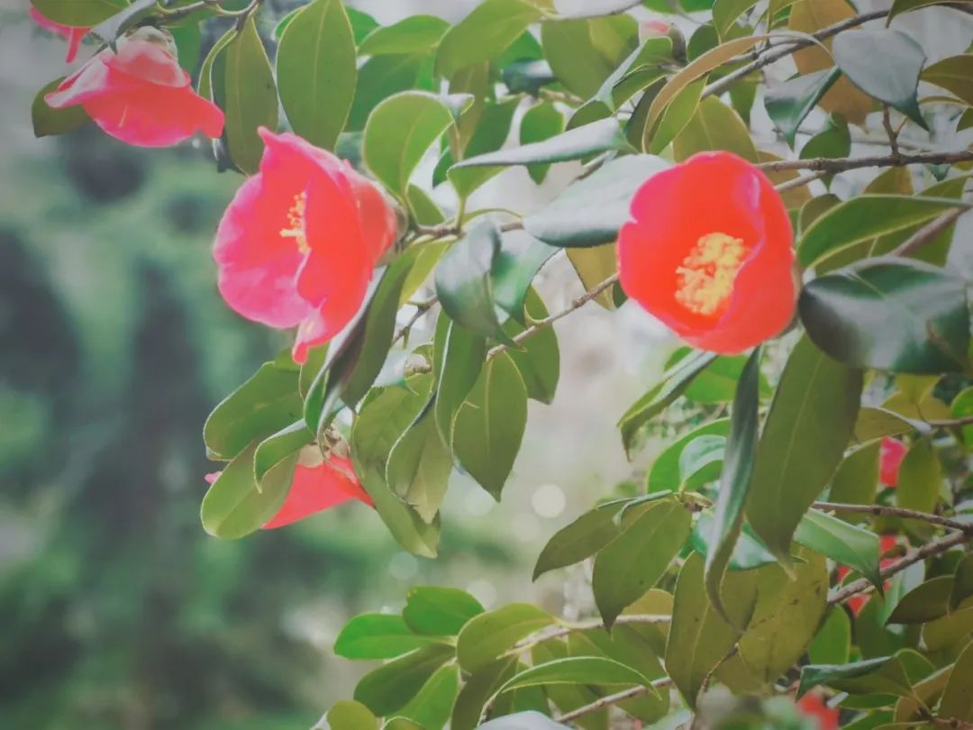 (拍摄者:俞婷(拍摄者:邓化冰)造物无言却有情,久寒而必暖,否极定泰来