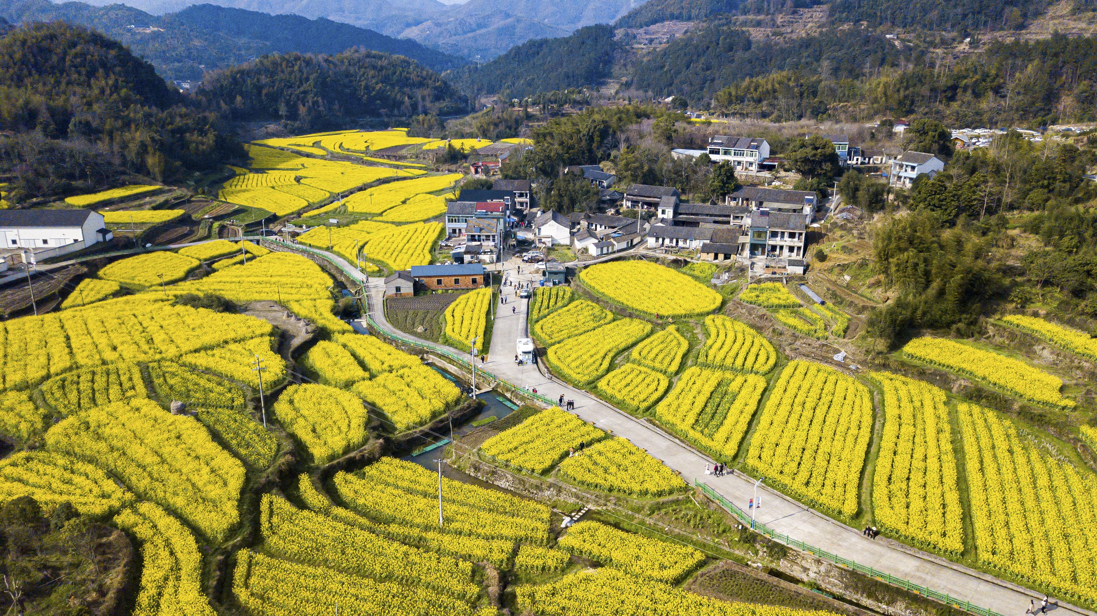 奉化大堰镇油菜花图片