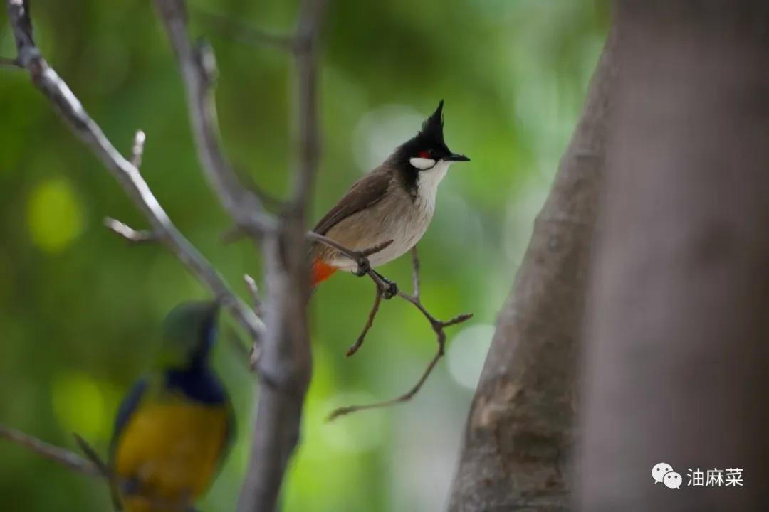 平日里,个头和它们差不多的白头鹎,橙腹叶鹎,领雀嘴鹎,都是红耳鹎的