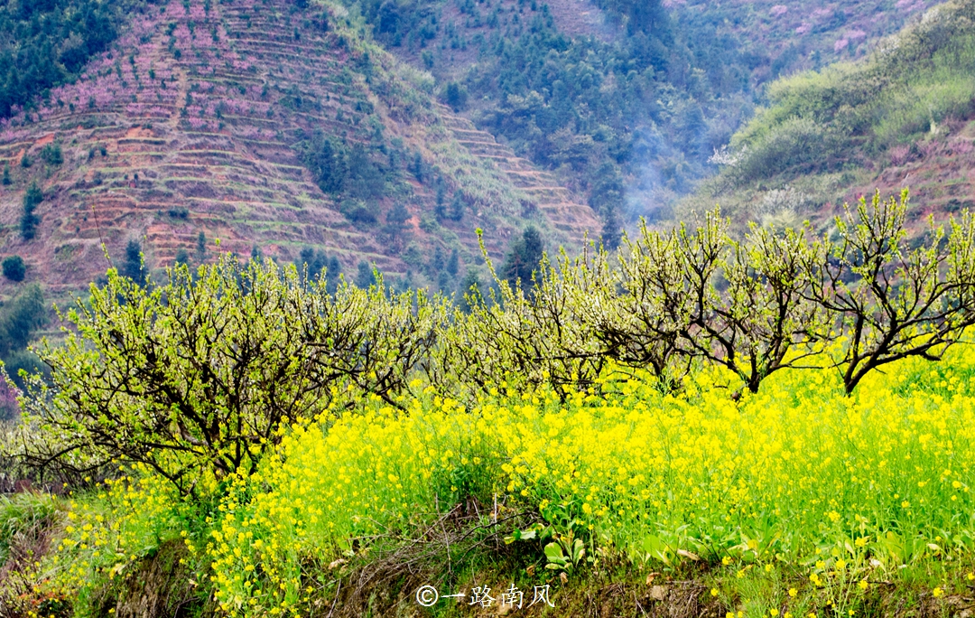 原创广东最美的乡村漫山遍野开满鲜花像画像仙境