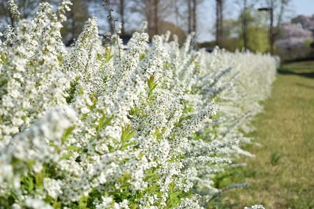 雪柳如雪似柳美的可以原谅它所有缺点