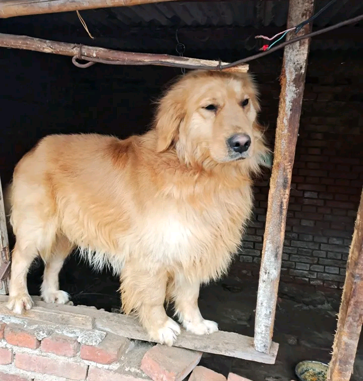 金毛就像是被判了无期,只能在小房子活动,想晒太阳都费劲