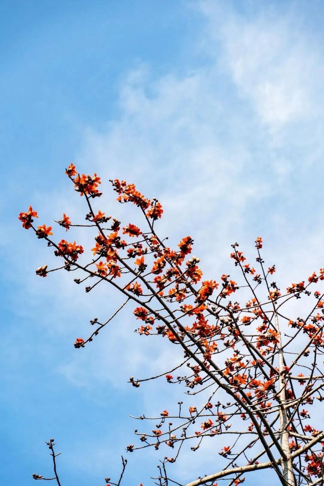 寻找春天lookingforspring