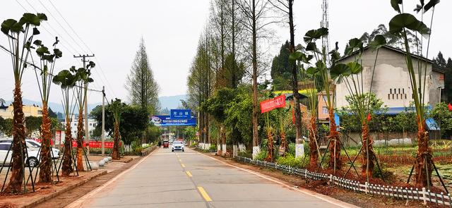 铜梁双山镇:樱花大道棕榈大道促环境提升添乡村新景