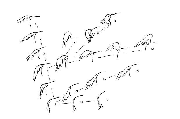 爱它就要懂它2分钟学会通过尾巴识别马匹的状态