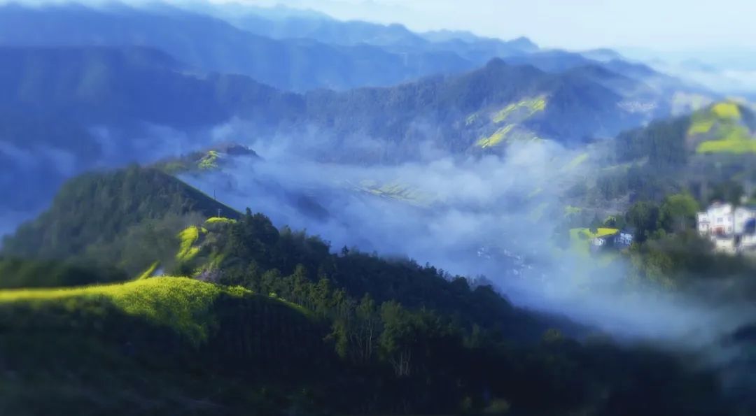 春天从第一叶黄山毛峰开始 | 望山大师茶开售_茶山