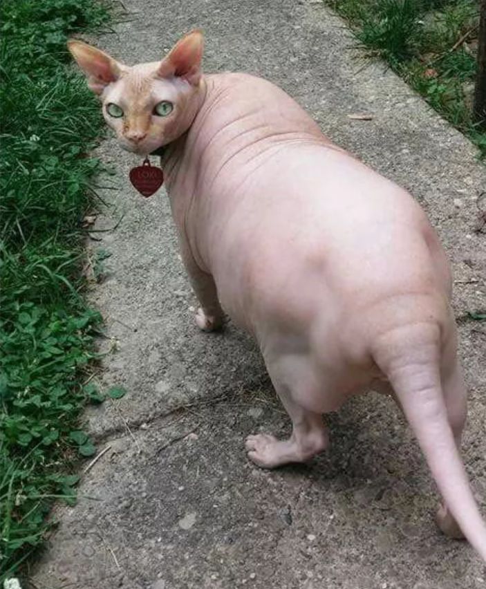 看了这么无毛猫的胖照后,是不是忘了它们的原来样子了~不胖的无毛猫长