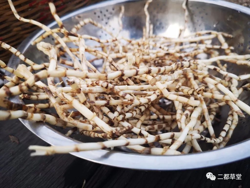 周日挖了一捧茅草根煮了茶