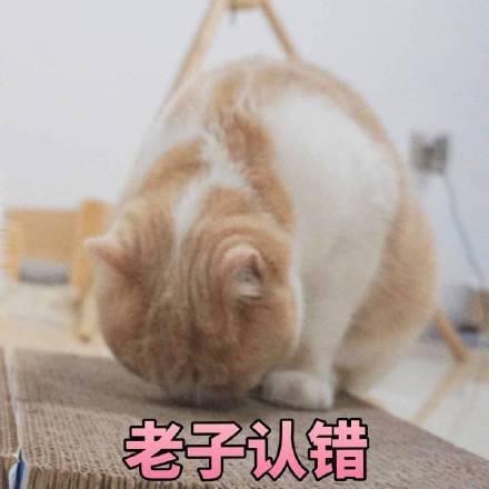 猫咪道歉表情包图片