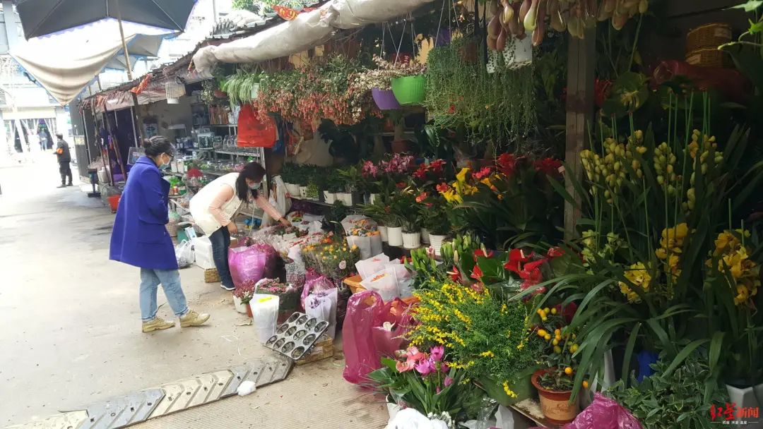 成都青石橋花鳥市場歸來魚龜花易購貓狗鳥難尋