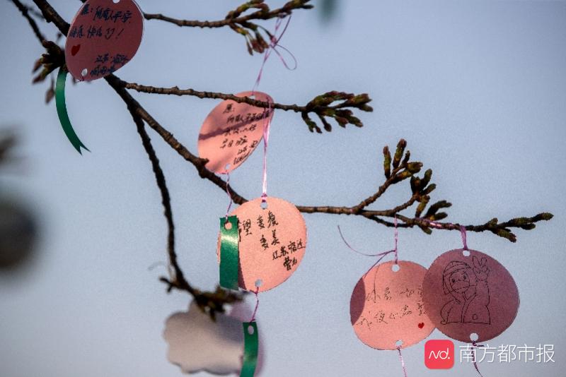 武漢的櫻花樹上掛滿了心願和祝福