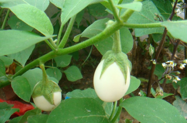 形如"鸡蛋",味似茄,长在"树"上,真神奇!