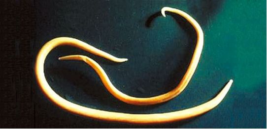 猪类圆线虫,蛔虫,姜片吸虫,蛭形巨吻棘头虫,鞭虫,隐孢子虫和猪等孢