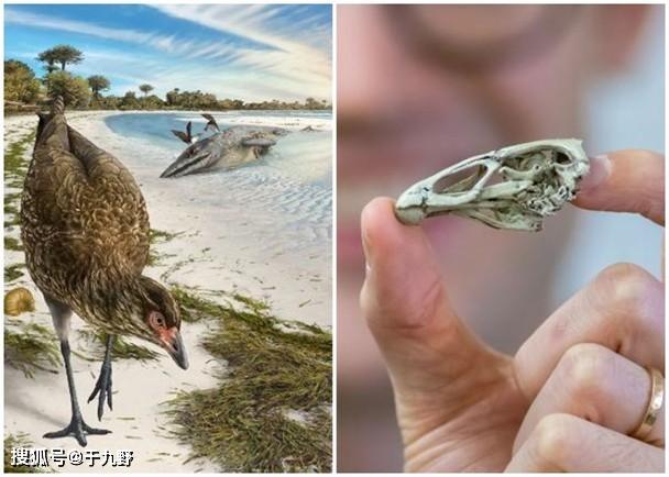 原創迄今最古老現代鳥類化石出土,劍橋古生物學家:好似雞,鴨混血!