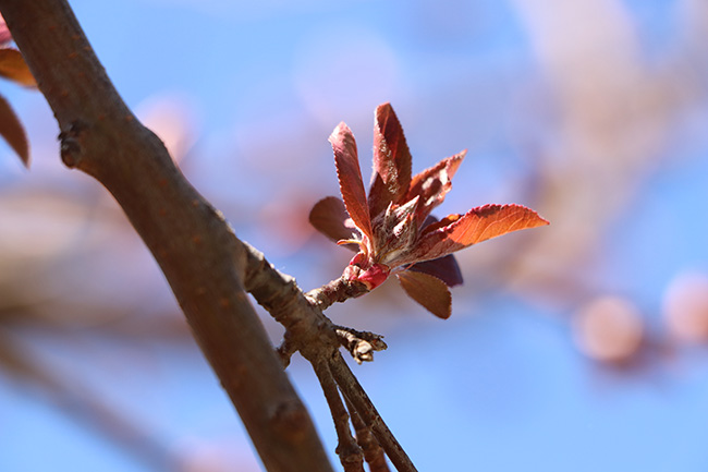【美图】春意萌动:瞧,它们吐芽了!