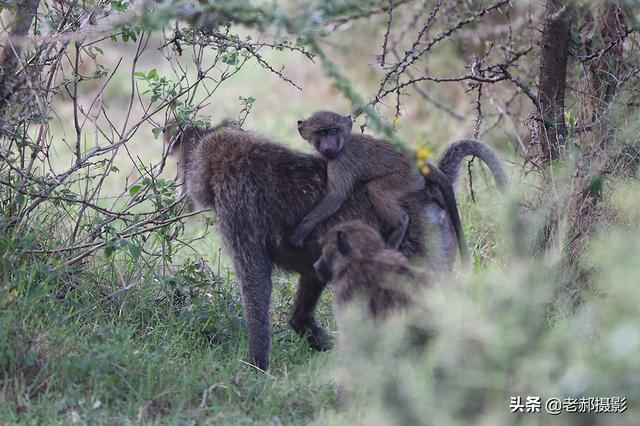 狒狒与猴子8都有颊囊,可用来存放食物.