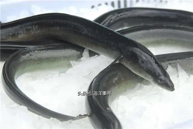 海洋中常見的鰻魚種類