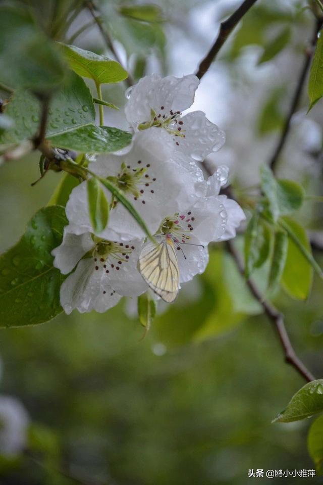 七言絕句:《梨花雨》