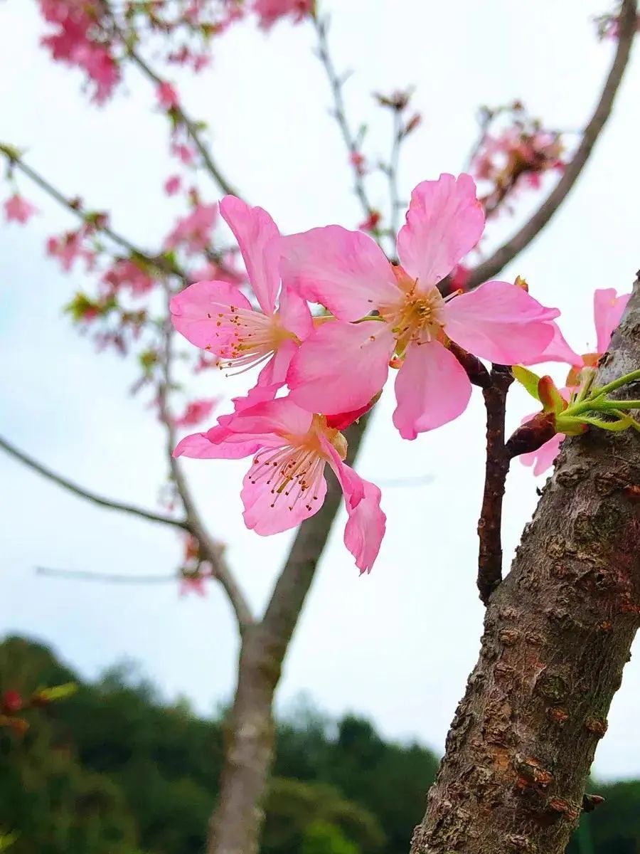 梅州灵光寺樱花图片