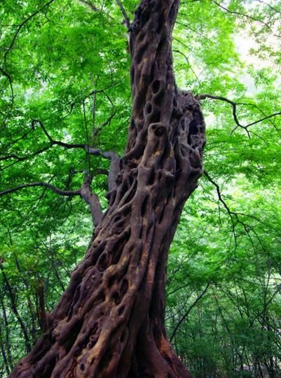 让我们说说檀香(一)植物,中药和香料